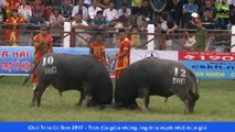 Chọi Trâu Đồ Sơn 2017 - Trận đấu giữa những ông trâu mạnh nhất mùa giải