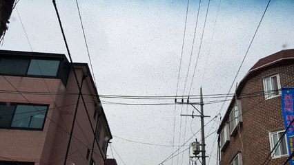 한낮 신림동 주택가에 벌떼 출몰...시민 대피 / YTN