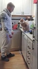 It is the most affectionate cat in the world. What it does and will astound you!