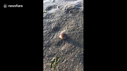 This is how a clam walks along the beach