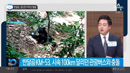 반달곰, 험난한 지리산 탈출