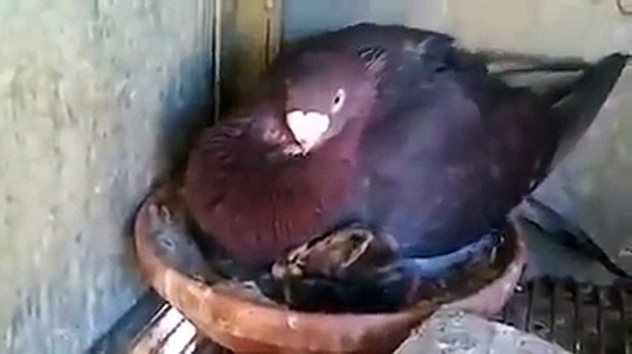 Un pigeon couve un chaton