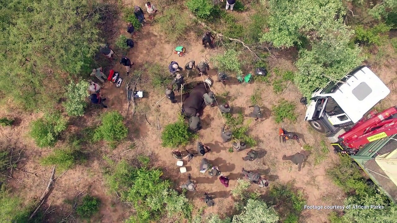 De l'Afrique du Sud au Tchad: le long voyage de 6 rhinocéros