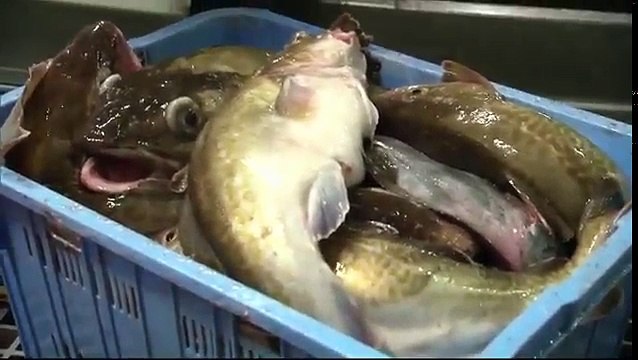 Mighty Ships- The Ultimate Factory Trawler - Northern Eagle -