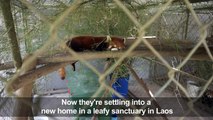 'Kung Fu' red pandas settle into new Laos sanctuary