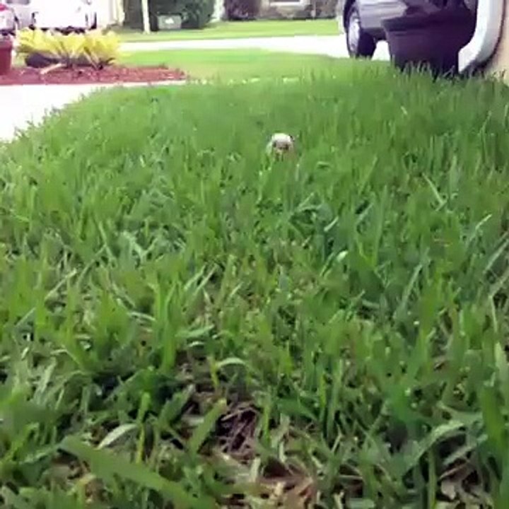 Baby pig runs through Grass Vine