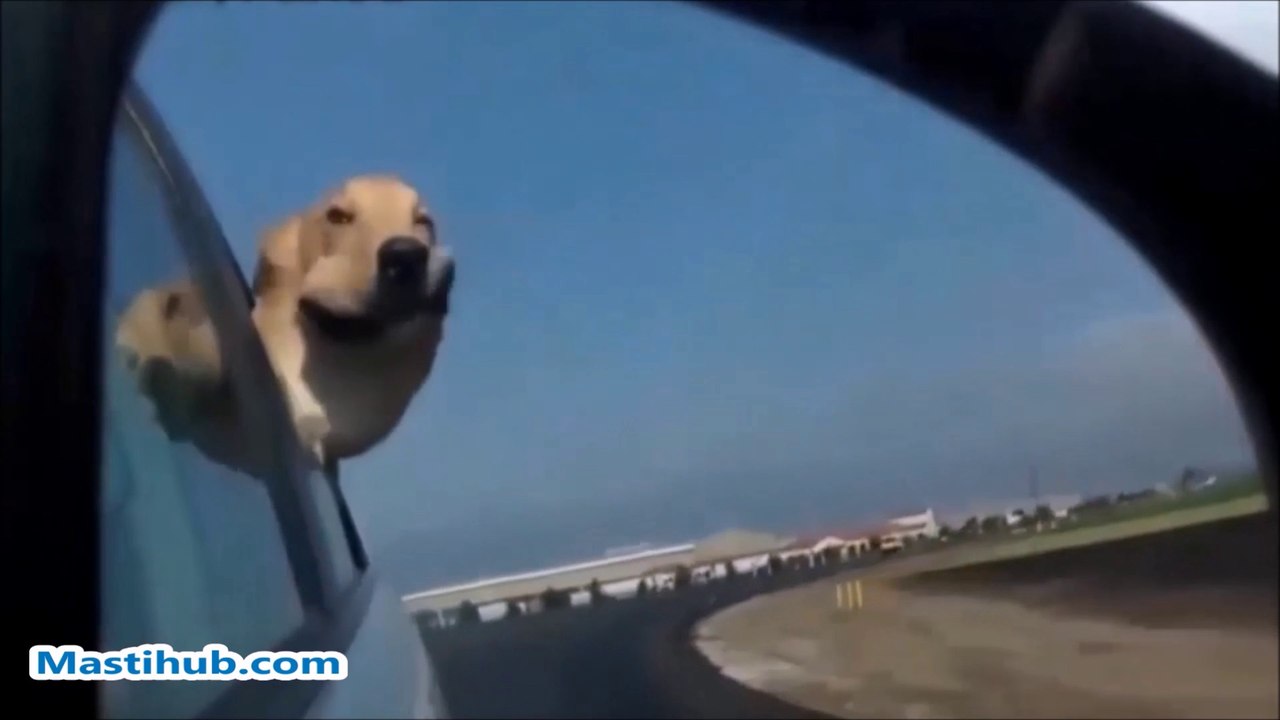 Funny dog's video