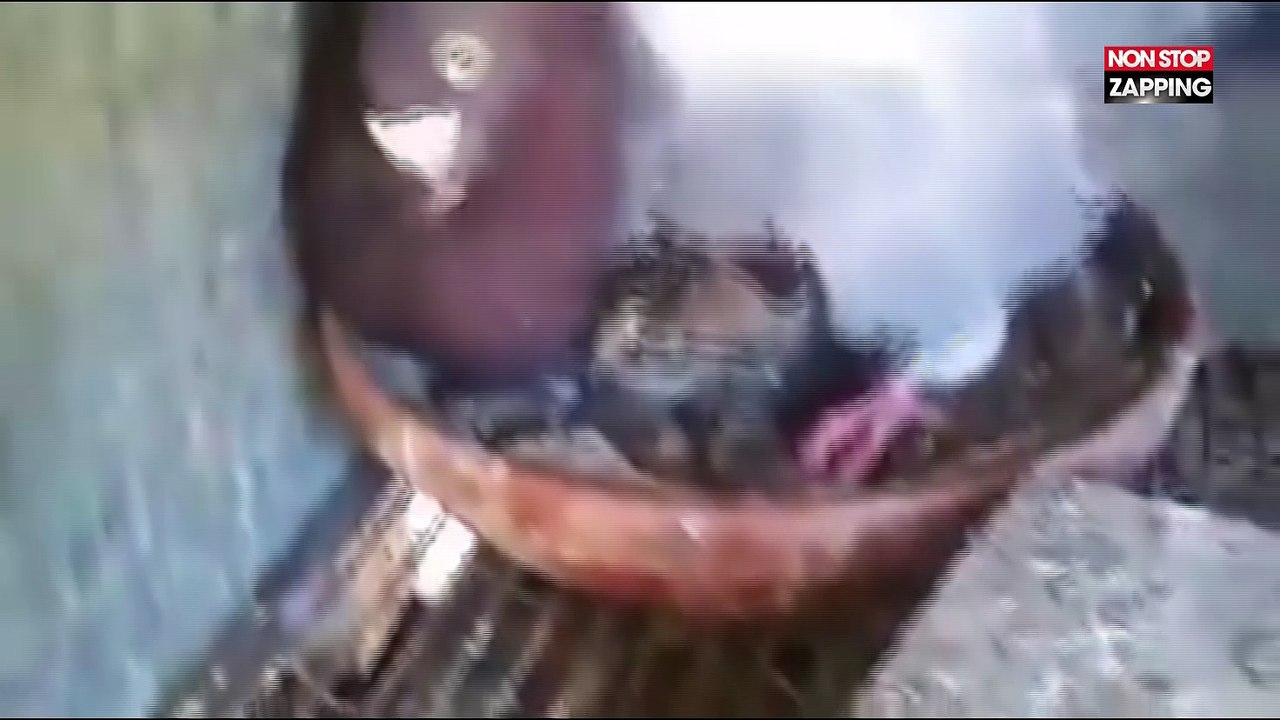 Un pigeon couve un chaton comme son propre enfant (Vidéo)