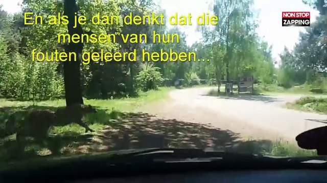 Des touristes français attaqués par des guépards dans un zoo, la vidéo choc
