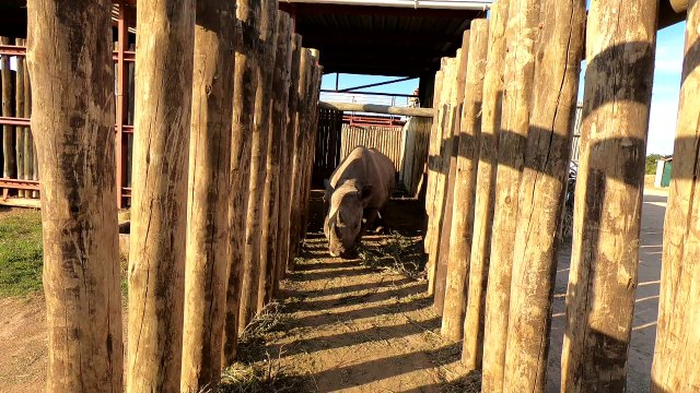 Six endangered black rhinos flown from S. Africa to Chad