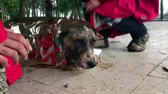 Selden etkilenen köpeğe kurtarma ekibinden şefkat eli - KİLİS