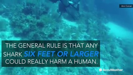 The deadliest sharks in the ocean