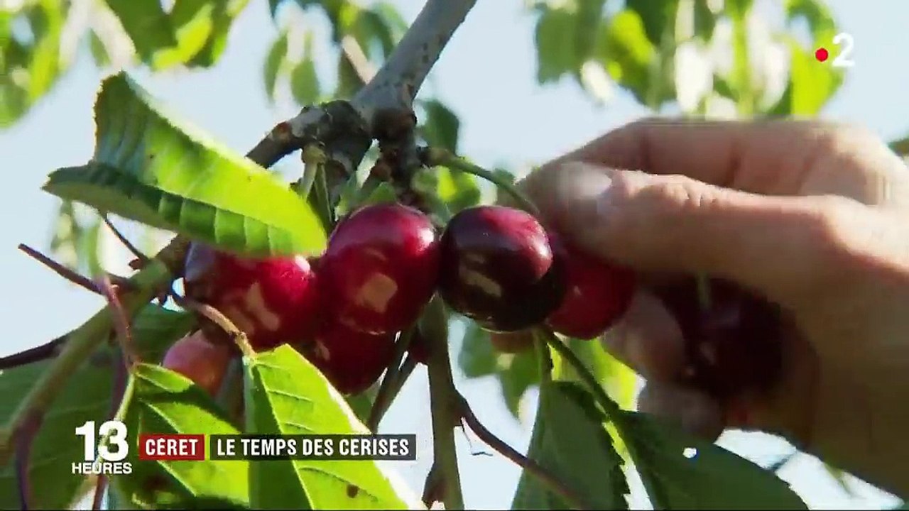 Pyrénées-Orientales : à Céret, les toutes premières cerises de la saison arrivent