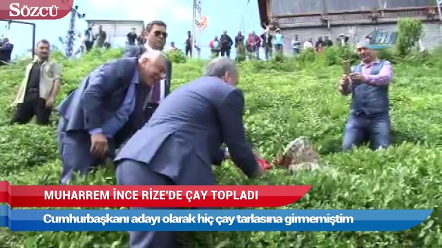 Muharrem İnce Rize’de çay topladı
