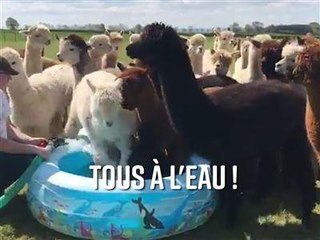 Les alpagas aiment leur piscine