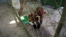 Pandas vermelhos habitam santuário no Laos