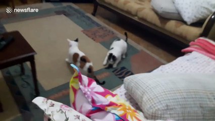 Man films cat jumping and catching bat mid-air in living room