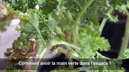 Jardiner dans l'espace, un défi pour les futurs explorateurs