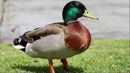 MY ULTIMATE GAMING SETUP TOUR !! - Dailymotion