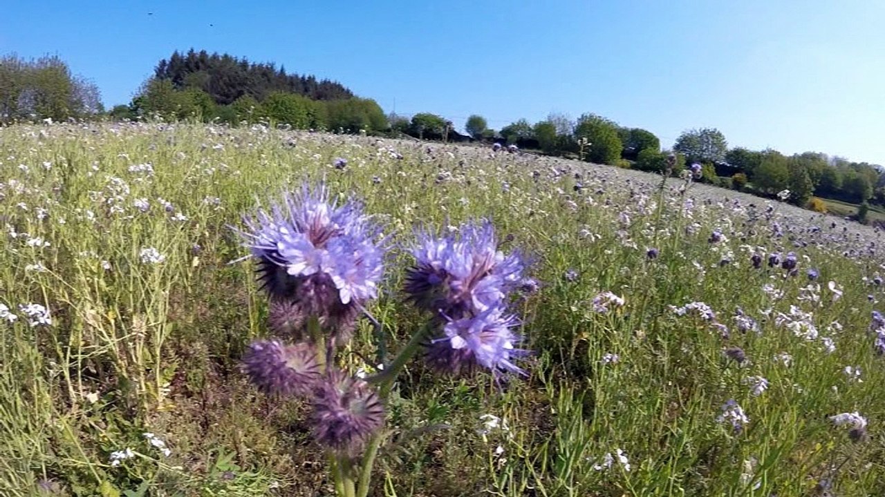 La phacélie fait partie de ces plantes que l'on appelle les engrais verts.