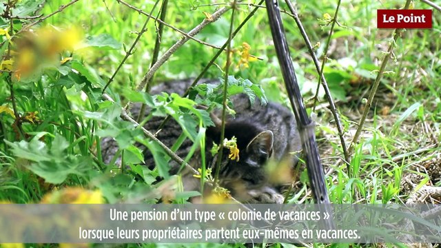 La ferme du Quesnoy : le refuge pour chats de Thierry Bedossa