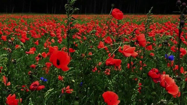 Solvejgs Lied, Edvard Grieg, Arno Argos Raunig, sopranist