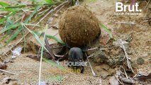 À la rencontre du bousier, l'insecte le plus fort du monde