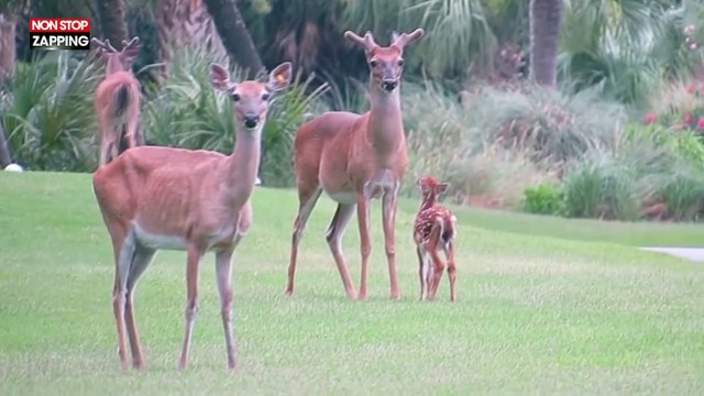 Etats-Unis : un énorme alligator s'incruste sur un parcours de golf (vidéo)