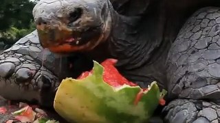 A tortoise takes a meal of watermelon