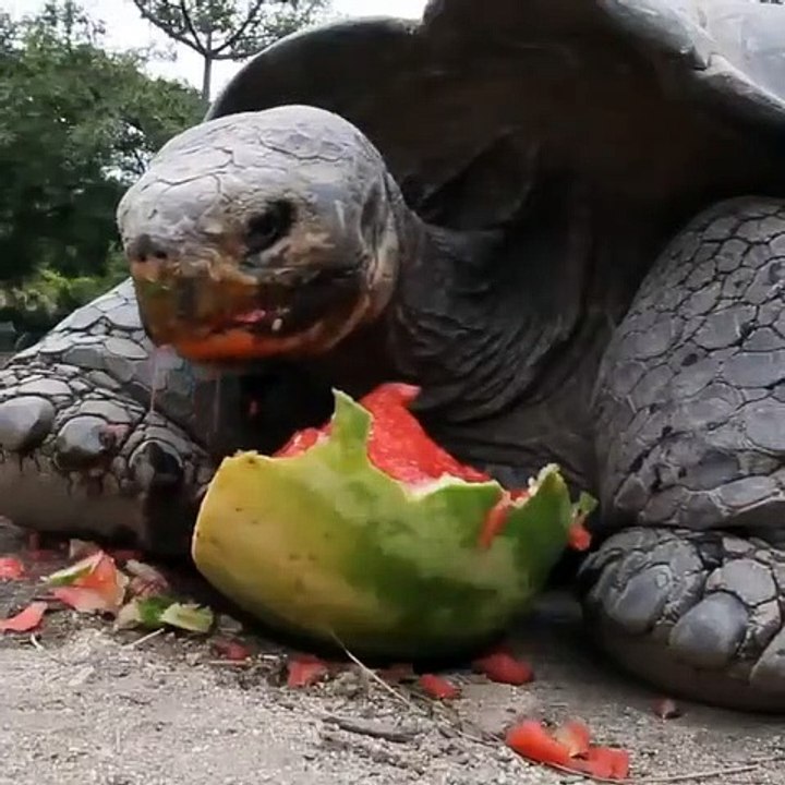 A tortoise takes a meal of watermelon
