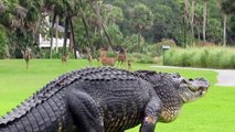 Un gros alligator dans un parcours de golf !