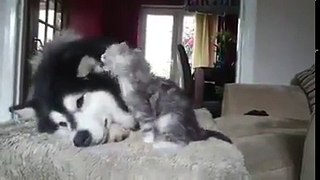 Amazing dog playing with a cat strange friendship