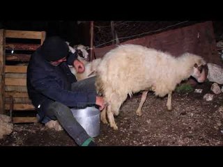 Jeta me tufën e bagëtive - Top Channel Albania - News - Lajme