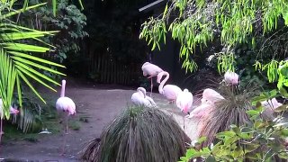 В зоопарке. Развивающее видео для малышей