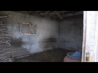 Ora News - Vjedhje masive të lopëve në Burrel