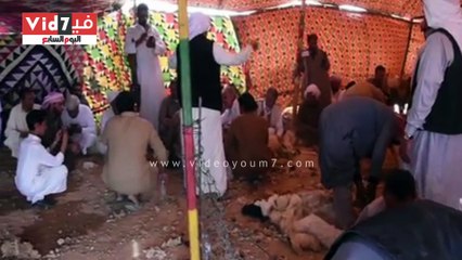 "اليوم السابع" يرصد الطقوس التراثية خلال جز صوف الغنم بمطروح