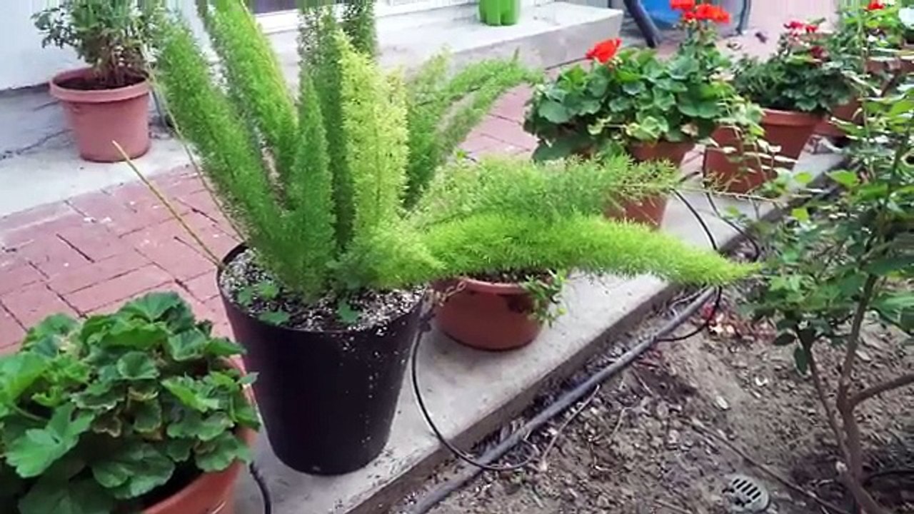 Drip Irrigation Watering System For Containers - Setup & Instructions