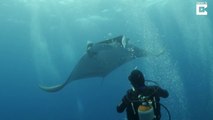 Ce plongeur nage avec une raie manta... Moment magique