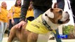 University's First Therapy Dog Helps Students De-Stress During Finals