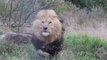 Ce photographe animalier va avoir la peur de sa vie en photographiant ce lion