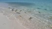 Des dizaines de petits requins se nourrissent en bord de plage aux maldives