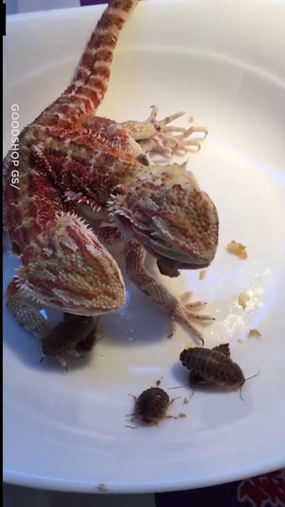 Des lézards siamois : 2 têtes pour une queue.