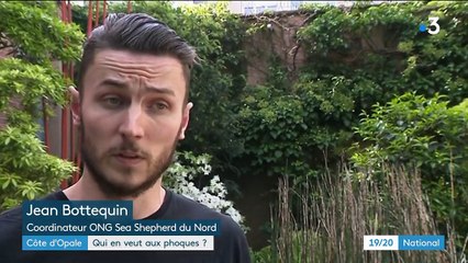 Côte d'Opale : qui en veut aux phoques ?