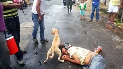 下载视频: El peludo le daba besos para intentar despertarlo, al tiempo que evitaba que le tocaran a su humano ¡Esto es amor puro, amor perruno!