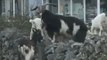Herd of Wild Goats Scampers Unchecked in Southwest Ireland