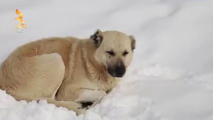 360° Gradë - Dëbora Sjell Probleme Në Të Gjithë Vendin