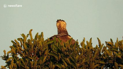 Watch a fearless small bird attempt to land on an eagle's head