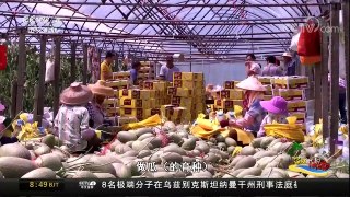 [中国新闻]启航海之南（二） 热带高效农业服务全国 | CCTV中文国际