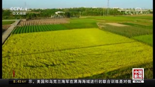 [中国新闻]5年内中国将禁用全部高毒农药 | CCTV中文国际