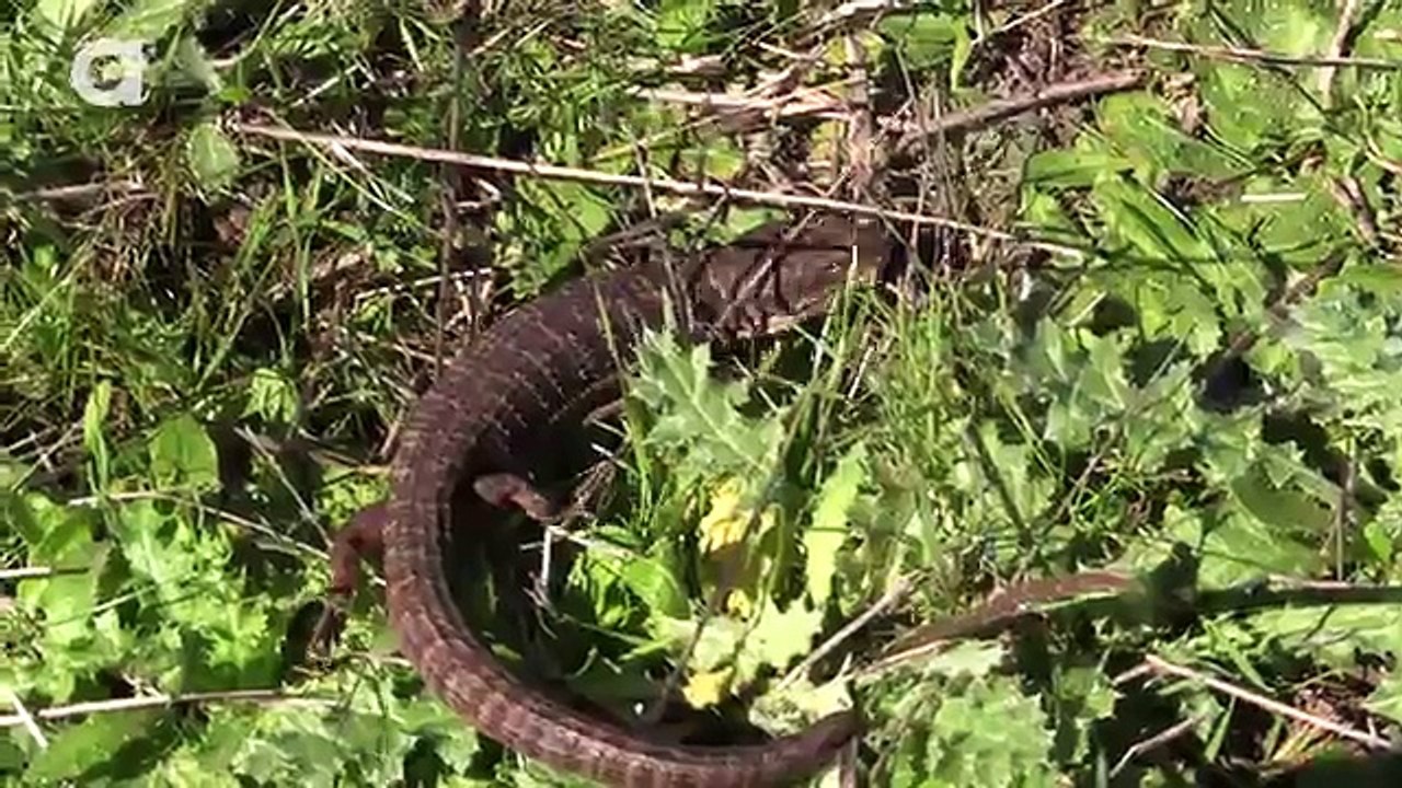 Bitten by an Alligator.Lizard!